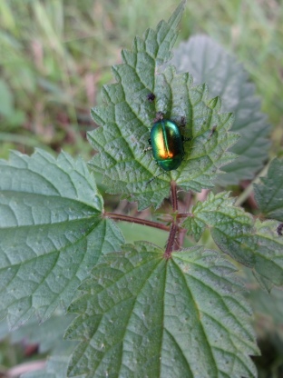 Smaragd-Käfer... :)