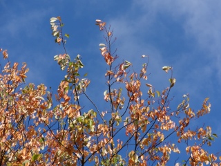 Herbstblätter vor blauem Himmel